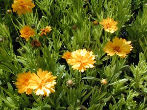 Coreopsis Early Sunrise