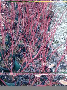 Cornus alba Elegantissima