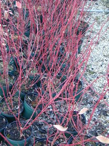 Cornus alba Elegantissima