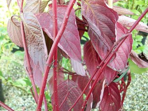 Cornus Alba Sibirica