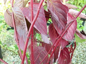 Cornus Alba Sibirica