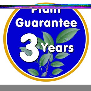 Cornus Alba Sibirica