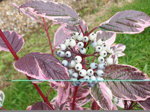 Cornus Sibirica Variegata