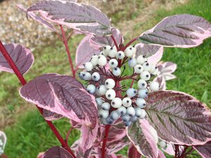 Cornus Sibirica Variegata