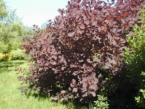 Cotinus coggygria Royal Purple