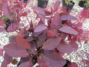 Cotinus dummer Grace