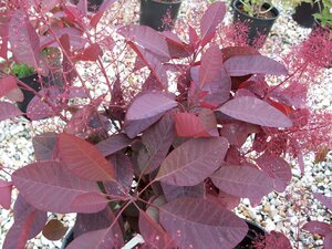 Cotinus dummer Grace