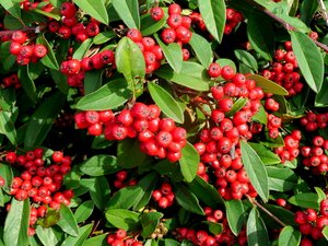 Cotoneaster Coral Beauty