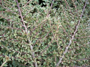 Cotoneaster hor. Variegatus