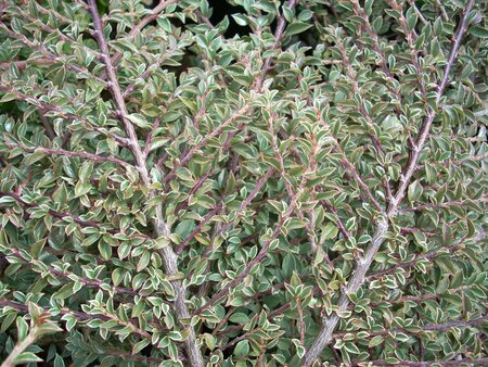 Cotoneaster hor. Variegatus - image 1