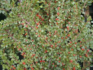 Cotoneaster Horizontalis