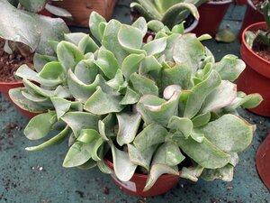Crassula 