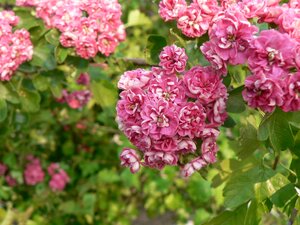 Crateagus Paul's Scarlet