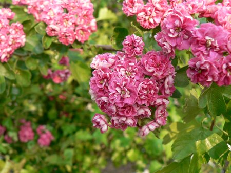 Crateagus Paul's Scarlet - image 1