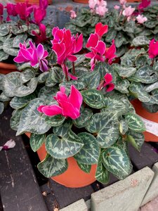 Cyclamen Planter Small