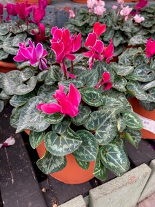 Cyclamen Planter Small