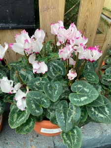 Cyclamen Planter Small