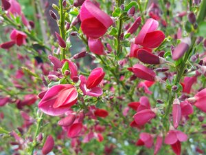 Cytisus Boskoop Ruby