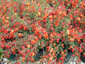 Cytisus Lena