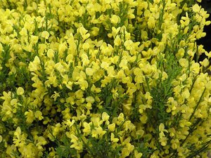 Cytisus x praecox Allgold