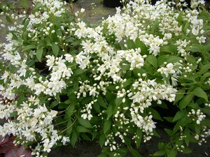Deutzia var. nakaiana Nikko