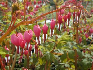 Dicentra Spectabilis