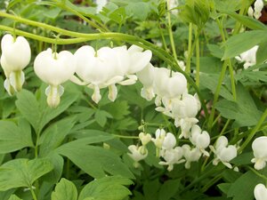 Dicentra spectabilis Alba
