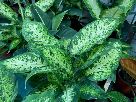 Dieffenbachia