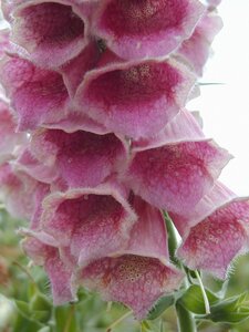 Digitalis Mert. Summer King