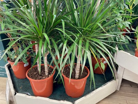 Dracaena