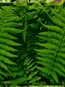 Dryopteris affinis