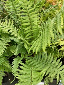 Dryopteris affinis