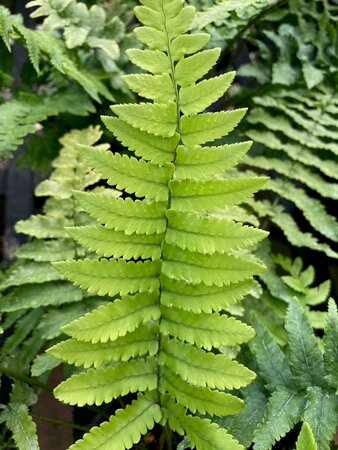 Dryopteris atrata - image 2