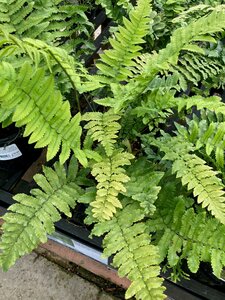 Dryopteris atrata