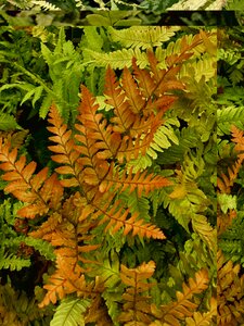 Dryopteris erythrosora