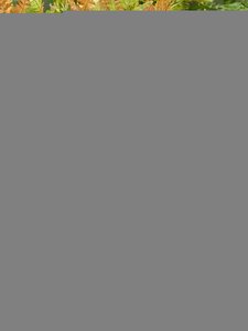 Dryopteris erythrosora - image 2