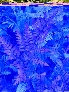 Dryopteris erythrosora