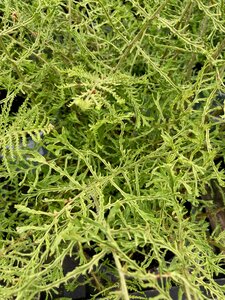 Dryopteris Linearis Polydactylon