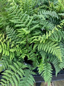 Dryopteris wallichiana - image 2