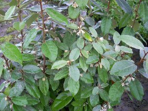 Elaeagnus x ebbingei - image 3