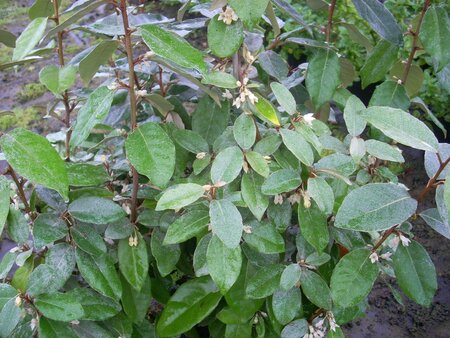 Elaeagnus x ebbingei - image 3