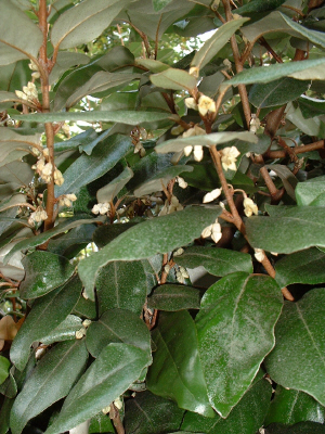 Elaeagnus x ebbingei