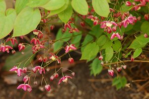 Epimedium X Rubrum