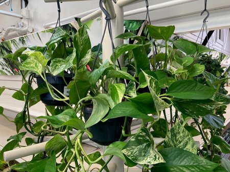 Epipremnum