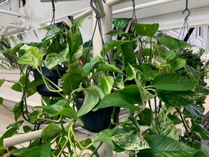 Epipremnum