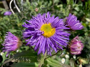 Erigeron spec. Azure Beauty - image 2