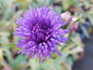 Erigeron spec. Azure Beauty