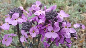 Erysimum Bowles Me Away