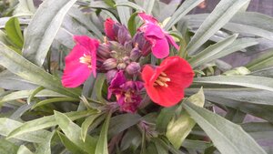 Erysimum Red Jep