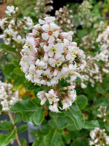 Escallonia Iveyi